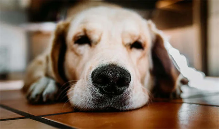 エビの飼育は難しい？初心者でも簡単に始められる5つのコツ