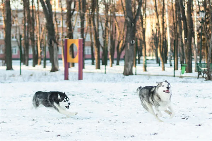 犬のバベシア症とは？症状・治療・予防法を獣医師が解説