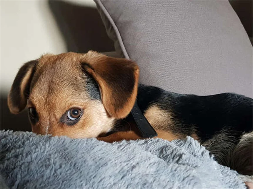犬が飼い主を信頼している6つのサインと絆を深める方法