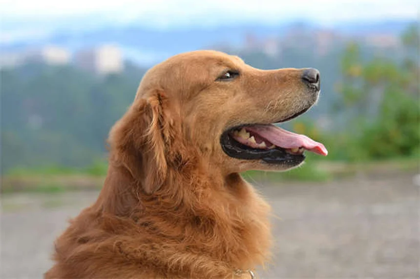 犬が飼い主を信頼している6つのサインと絆を深める方法