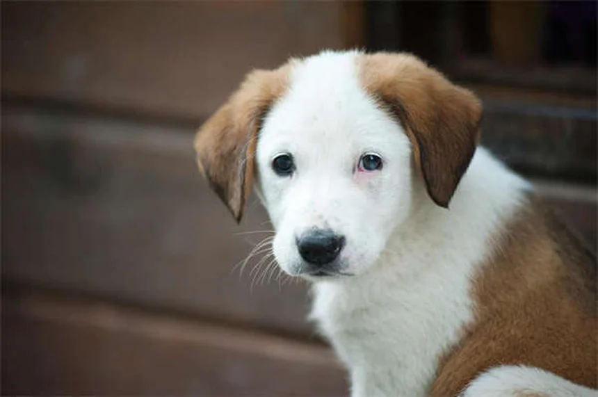 犬の耳が臭い原因と対策｜獣医師が教える正しいケア方法