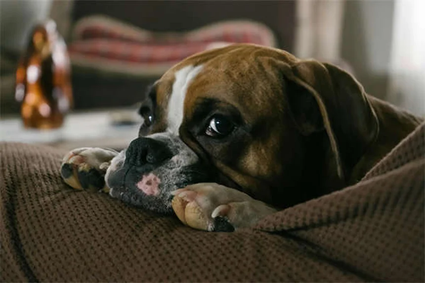 犬の感覚能力：気分・病気・天気まで感知する驚きのメカニズム