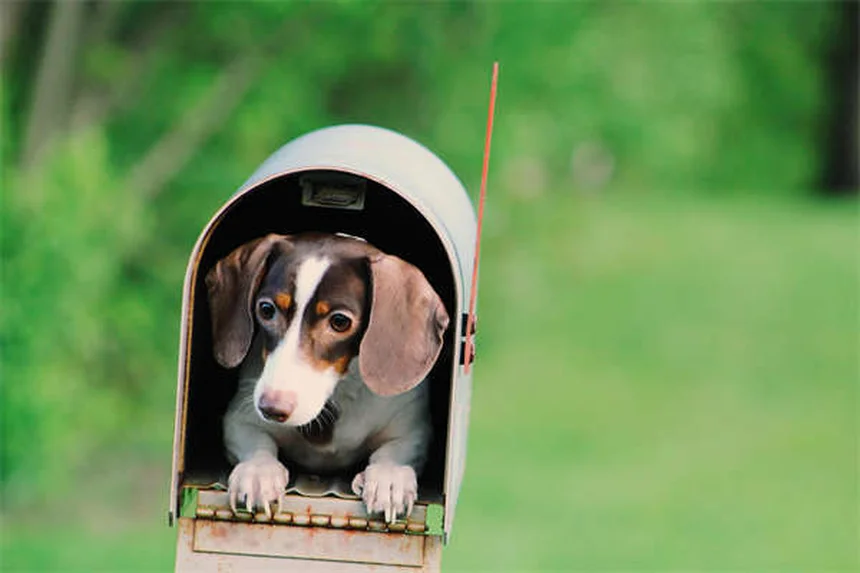 リードリアクティビティの犬とのお散歩：原因と今日から始められる改善トレーニング5ステップ