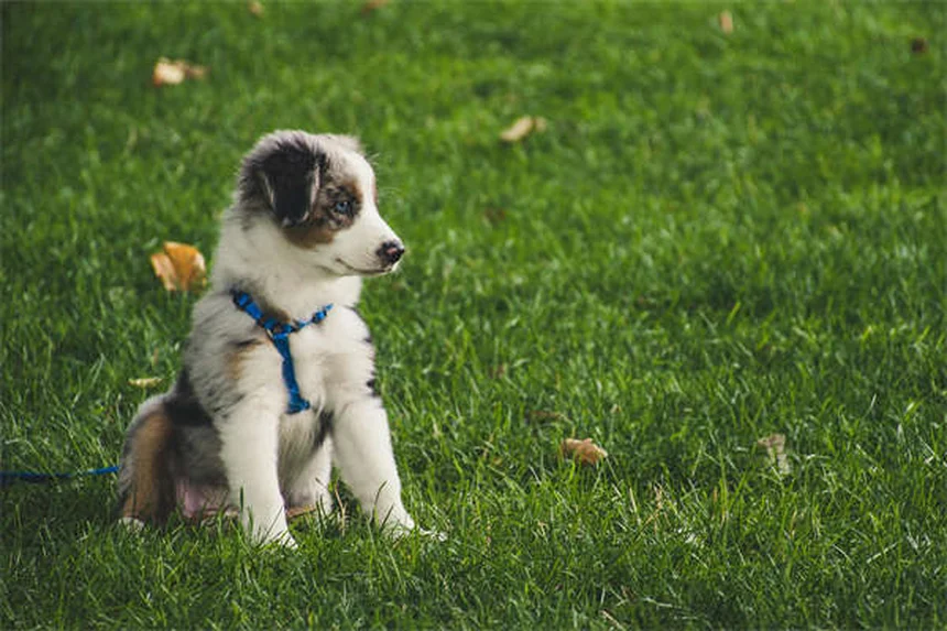 犬の拡張型心筋症（DCM）：症状から治療・管理法まで完全解説
