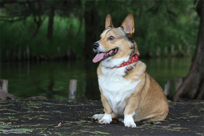 犬の狼爪とは？役割とお手入れ、切除すべきか徹底解説