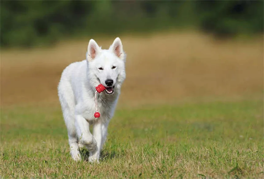 ボブキャットフィーバー症状と予防法、飼い主が知るべき5つのポイント
