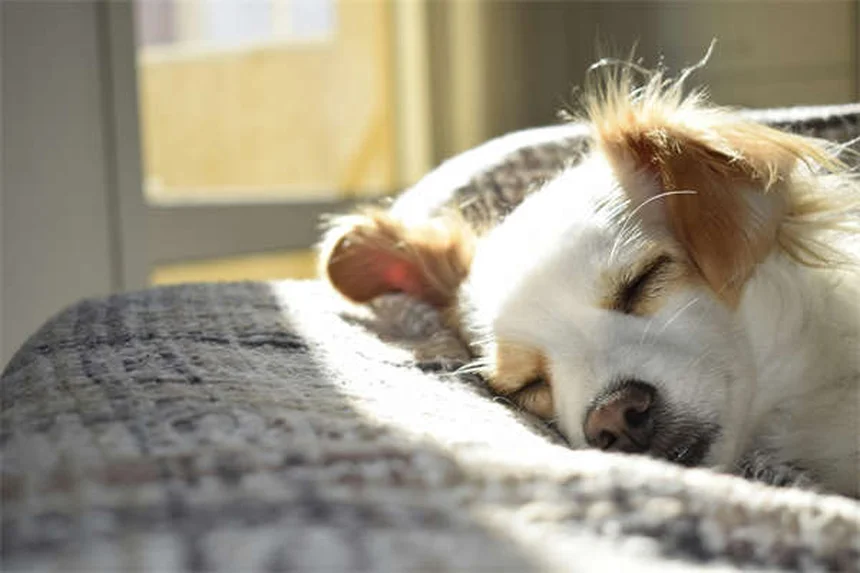 猫や犬の便秘にラクツロース、飼い主さんが知っておきたい5つのポイント