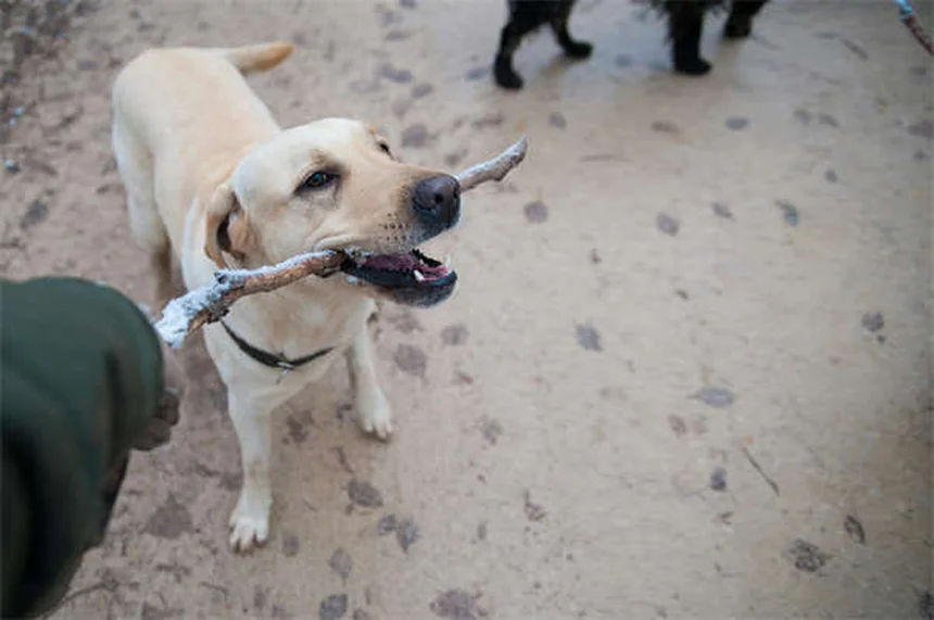 猫や犬の便秘にラクツロース、飼い主さんが知っておきたい5つのポイント