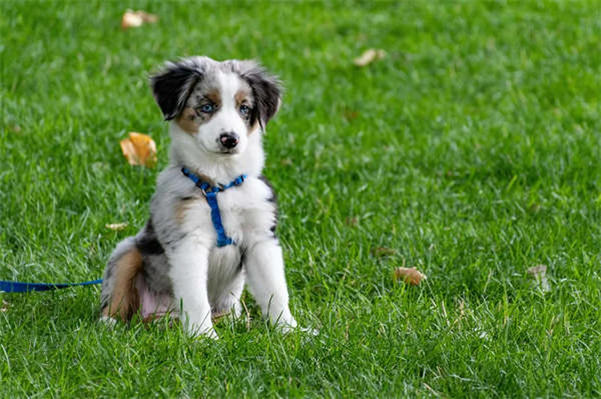猫や犬の便秘にラクツロース、飼い主さんが知っておきたい5つのポイント