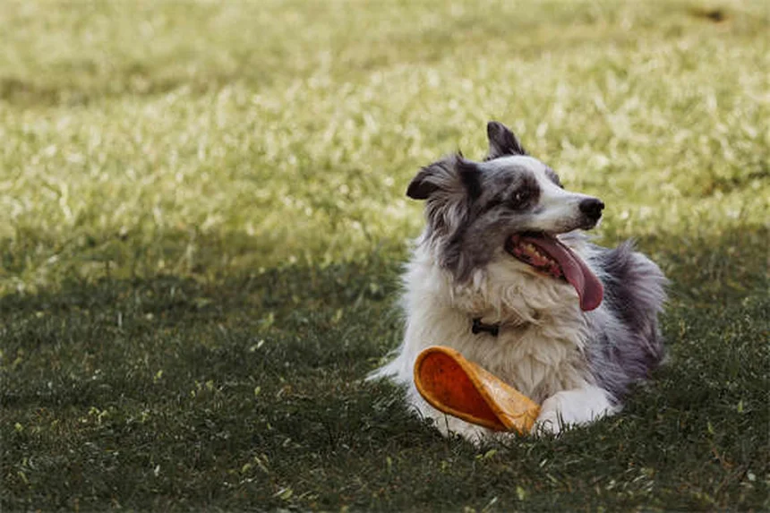 子犬が噛む理由と、安全にやめさせる7つのステップ