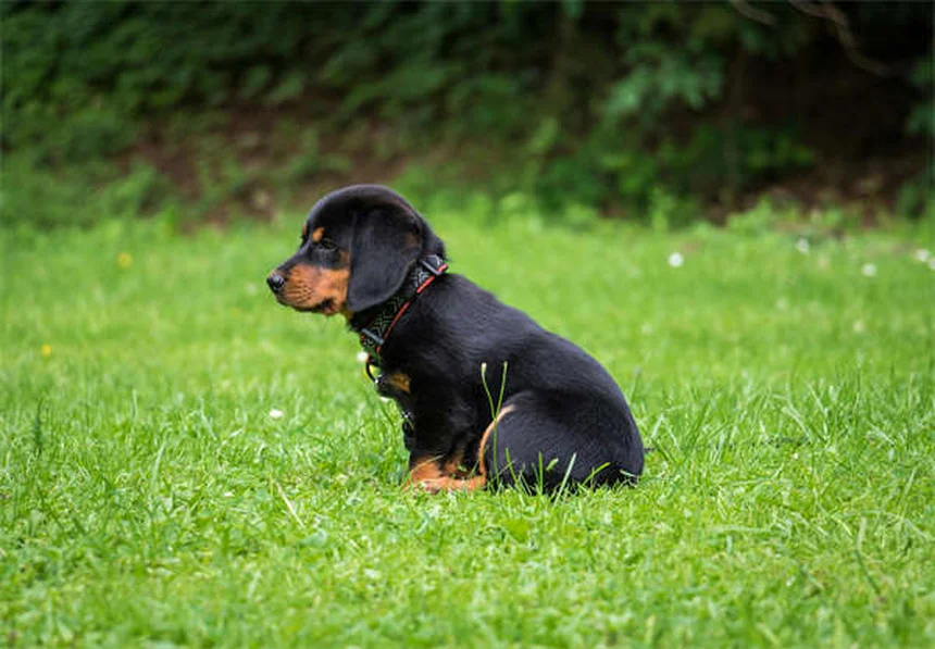 子犬が噛む理由と、安全にやめさせる7つのステップ