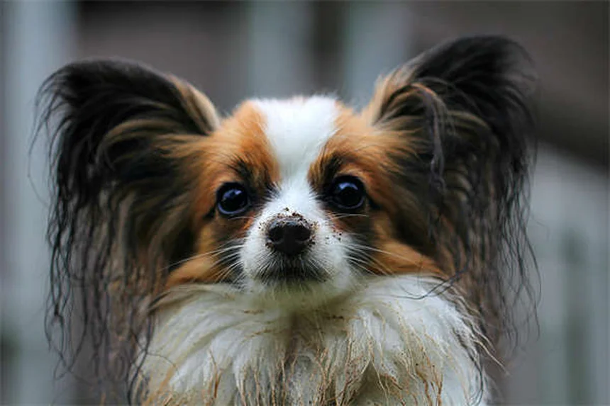 犬のてんかん発作の見分け方と見逃しサインを獣医が解説