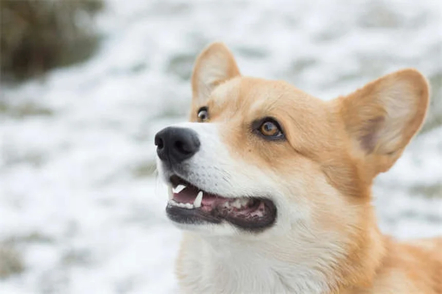 サルモネラ菌を犬からうつされない5つの予防法