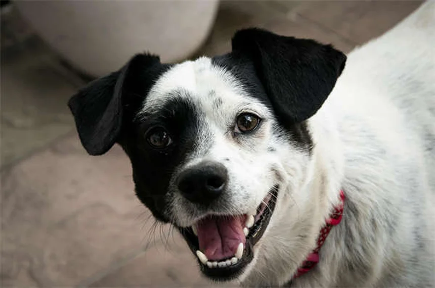サルモネラ菌を犬からうつされない5つの予防法