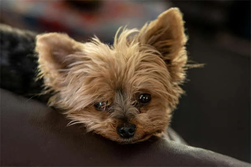 子犬のヘルニア症状と治療法を獣医師が解説