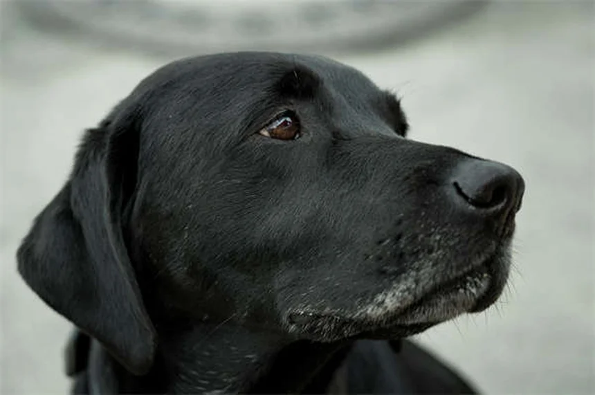 愛犬を危険から守る！ペットに有害な5つの掃除用品と安全な代替法