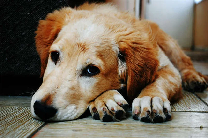 犬はテレビを見られる？色覚・反応の真実と楽しませるコツ5選