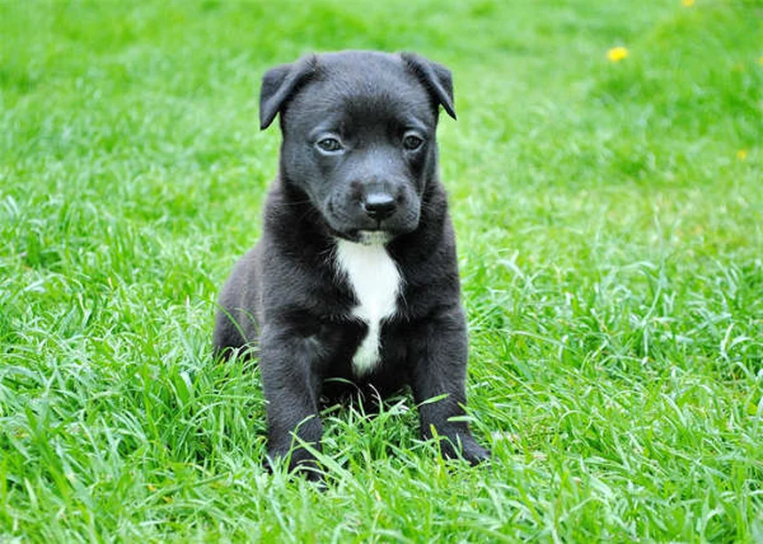 犬はテレビを見られる？色覚・反応の真実と楽しませるコツ5選
