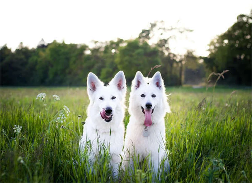 犬の発情期はいつまで？期間・症状から対処法まで完全ガイド