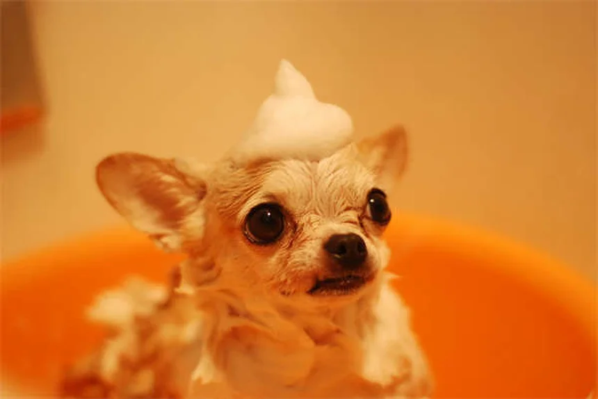 犬の発情期はいつまで？期間・症状から対処法まで完全ガイド