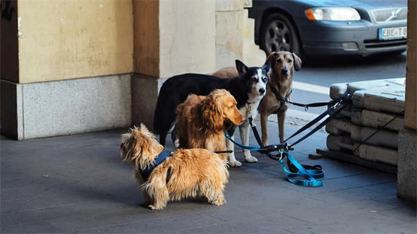 犬は猫にアレルギーになる？症状から診断、対策まで完全解説