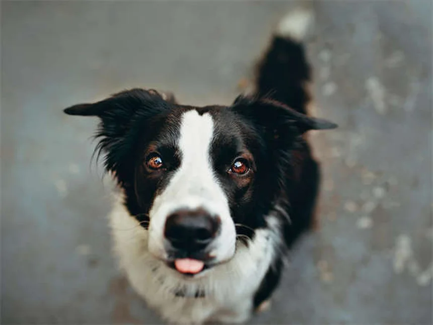 犬のフィラリア治療、なぜ予防が最善か？治療費の実態と自宅でできるケア法