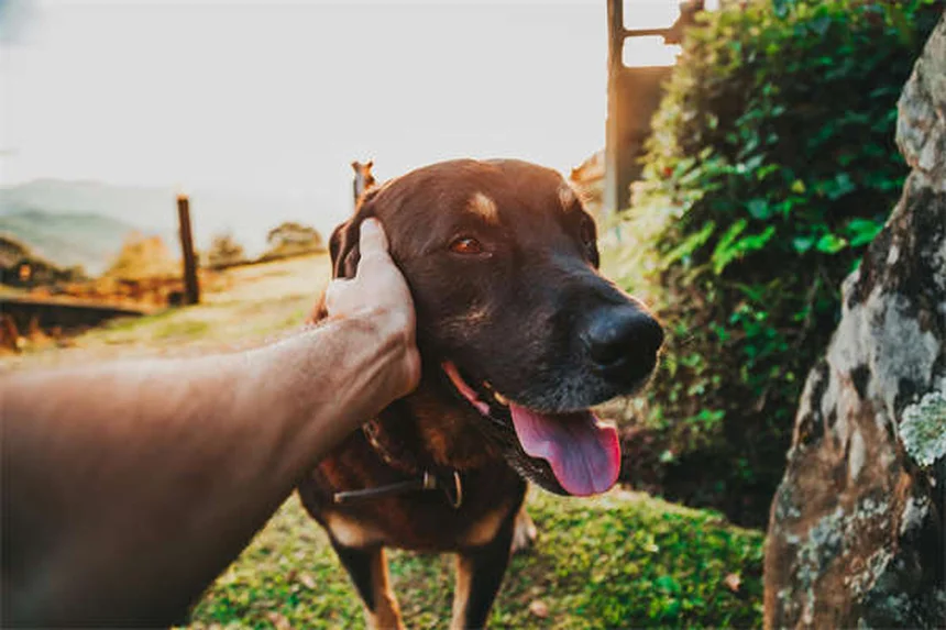 犬のフィラリア治療、なぜ予防が最善か？治療費の実態と自宅でできるケア法