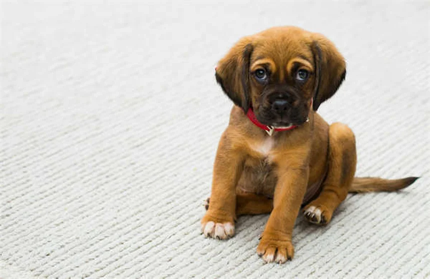 犬にメラトニンは安全？効果・用量・副作用を獣医師が徹底解説