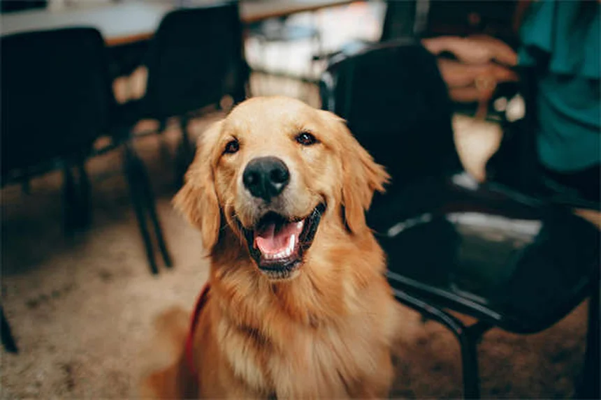 低敏犬は本当にアレルギーに効く？実体験から選び方のコツを解説