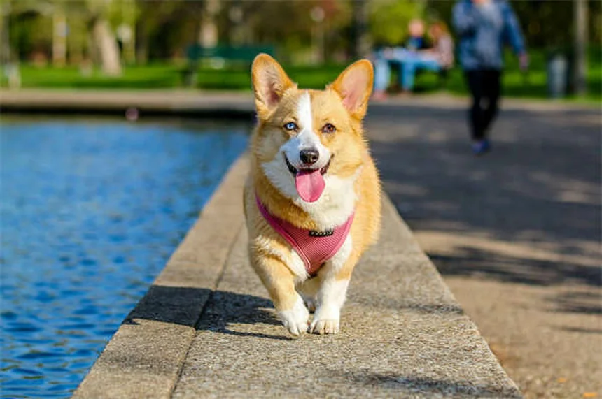 低敏犬は本当にアレルギーに効く？実体験から選び方のコツを解説